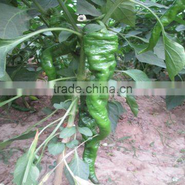 Super Big Long Precocious Winkled Skin Green Hot Pepper Seeds photo-2