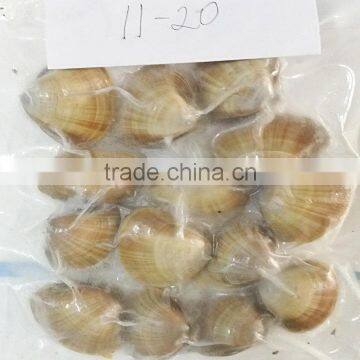 Frozen Vacuum Packed Surf Clam photo-2