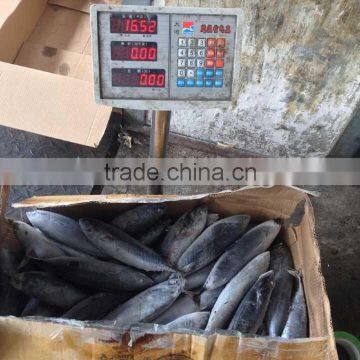 Frozen Sea Frozen Bonito With Cheap Price photo-3