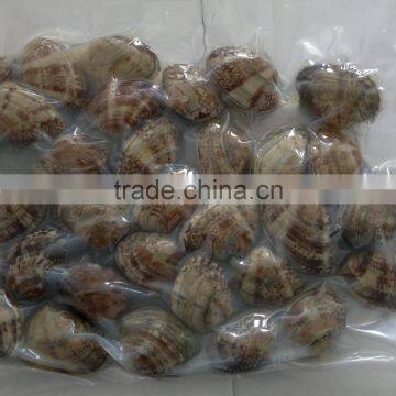 2016 New Season Frozen Vacuum Packed Short Necked Clam photo-3