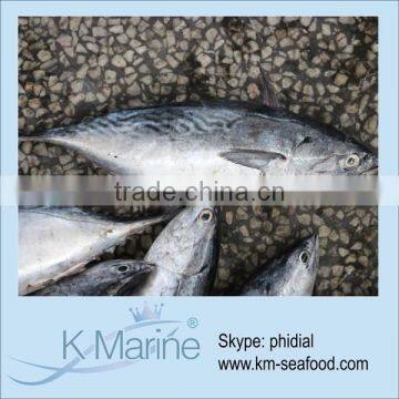 Hot Sale Bonito Fish For Cafeteria lot number#kmw4360