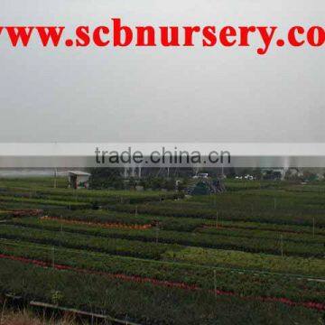 Ficus Bonsai Nursery Plant Supplier photo-2