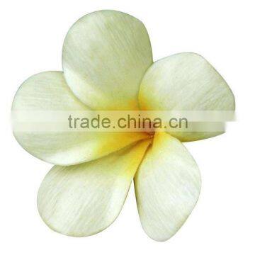 Plumeria frangipani flower head realistic look flower