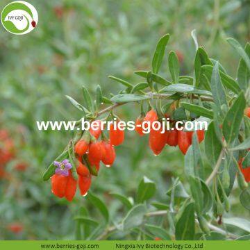 Factory Supply Nutrition Dried Organic Goji photo-2