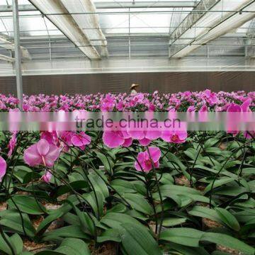 Chinese manufacturer 200 micron greenhouse film for wholesales