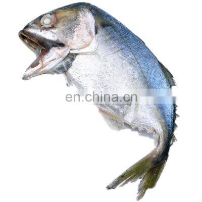 Frozen Indian Mackerel Fish China Origin photo-2