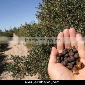 jojoba seeds castor seeds