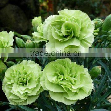 Good quality Green Lady flower carnations for wedding decor