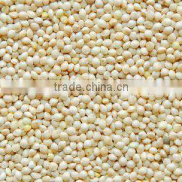 Pearl Millet