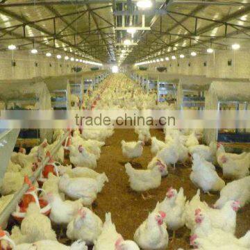 Full Set Breeder Breeding Equipment for Poultry House