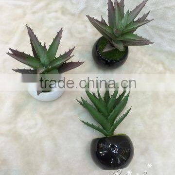 Beautiful selling PP material simulation succulents for table decoration