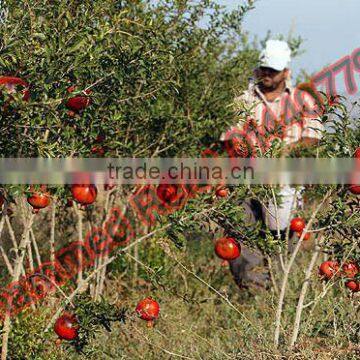 Fresh Pomegranate