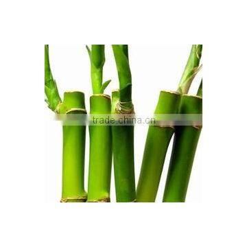 Indoor Plants 50cm Straight Lucky Bamboo Decorative Plant photo-5
