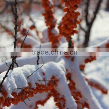 Seabuckthorn Fruit Oil With GMP Certified Factory photo-6