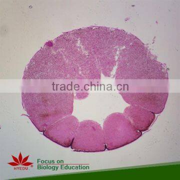 Individual slides you can choose from Frog Embryos Prepared Slides