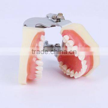 HOT sell dental study removable model dental disease clinical display model