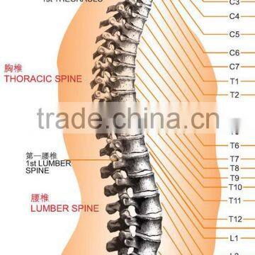 BD-M006 Professional Spine Physical Therapy Chiropractic Gun photo-6
