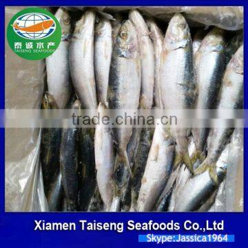 Frozen Sardine Fish For Bait And Canning