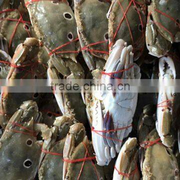 Good Quality Frozen Redspot Swimming Crab photo-2