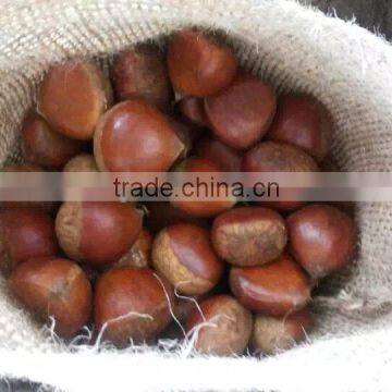 Fresh Chestnut 140-160 pcs Specification in 10kg Bag