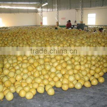 Chinese Fresh Honey Pomelo Grapefruit photo-4