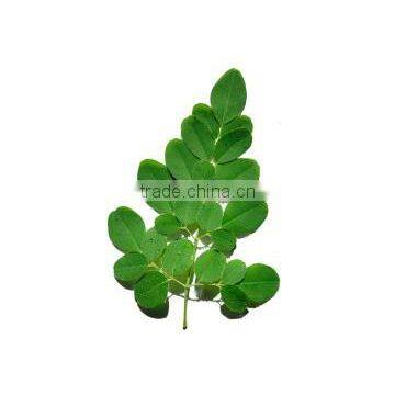 Moringa Leaves Powder