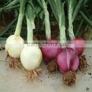 Fresh Onion Supplier Manufacturer photo-5