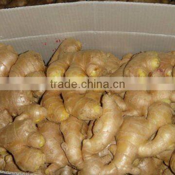Fresh Ginger photo-2