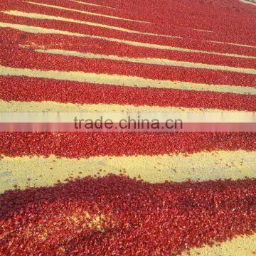 Hot Selling in Austrilia Market Bullet Chilli Ring Dried Chilli Cutted From China Factory Supplier photo-3