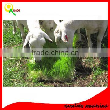 grass fodder making machine / hydroponic barley fodder growing system