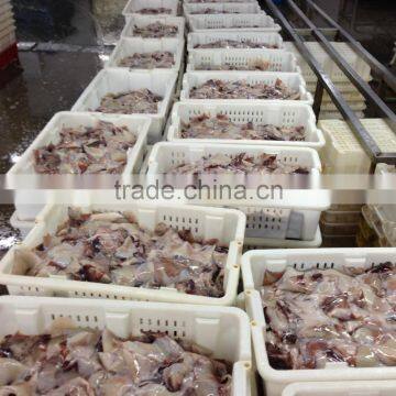 Frozen Squid Wing photo-4