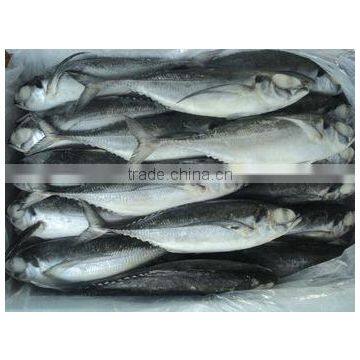 Horse Mackerel
