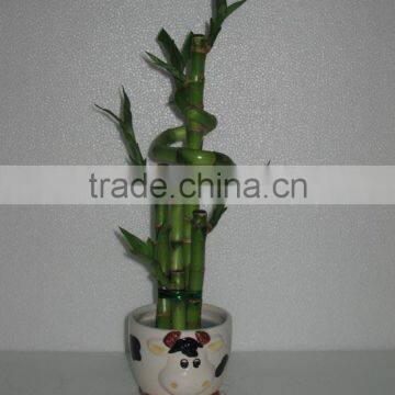 Lucky Bamboo Dracaena Sanderiana photo-3