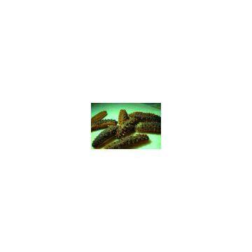Dried sea cucumbers