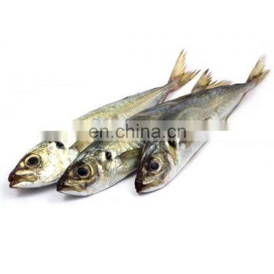 whole round frozen horse mackerel frozen horse mackerel fish BQF IQF