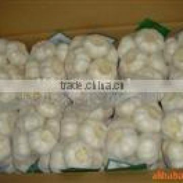 chinese fresh normal white garlic