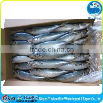 Frozen pacific mackerel china origin