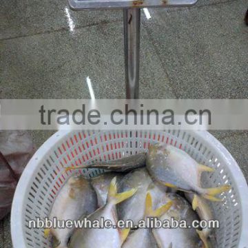 fresh farming fish pomfret 300-500G 400-600G frozen black pomfret