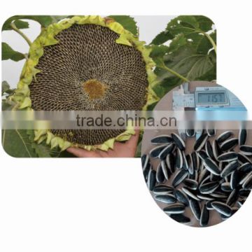 Chinese high yield hybrid sunflower seeds