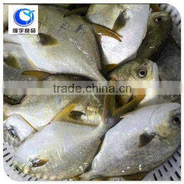 wholesale frozen seafood farming fish pomfret