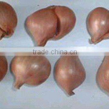 New crop Chinese fresh red shallot