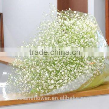 high quality cheap fresh white babybreath flower