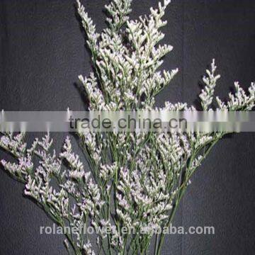 best selling fresh cut flower limonium