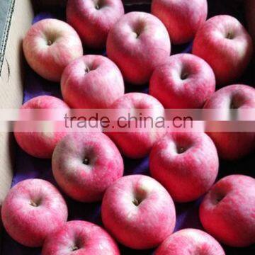 Fuji Apple Exporter in China