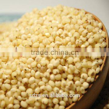 hybrid sorghum seeds for animal feed