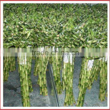 Spiral Lucky Bamboo 25cm-100cm DRACAENA SANDERIANA Air Bonsai Tree Indoor Aquatic Feng Shui Plants Nursery Garden Decoration photo-3