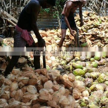 Semi Husked Coconuts From Pollachi photo-2