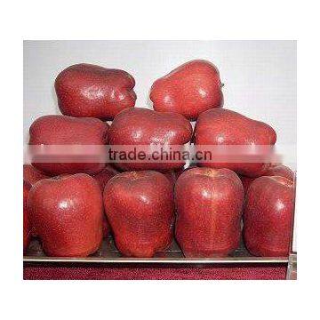 red delicious apple/huaniu apple