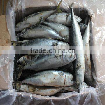 2015 July New arrival frozen mackerel fish on sale from China