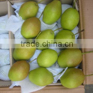 Chinese Pear